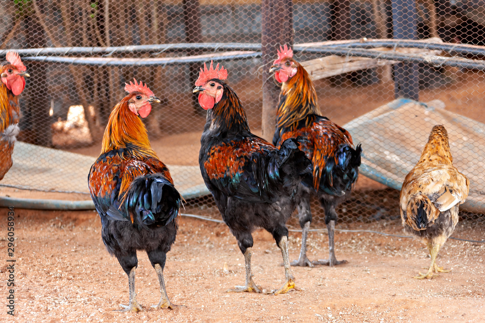 Wall mural cock