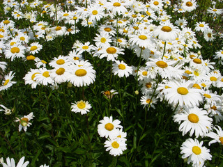 Fototapeta premium White daisies