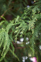 Cryptomeria japonica