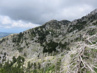 Fototapeta premium Mountain Orjen Montenegro tree trunks on slopes