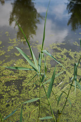 Phragmites australis