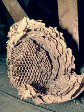 Nest of european paper wasps.