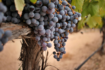 Ripe grape cluster of monastrell variety just before the harvest - obrazy, fototapety, plakaty