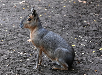 Tierpark Ueckermünde, Pampashase