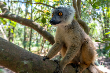 Red Fronted Brown Lemur ( Eulemur rufifrons ). Portrait.Madagascar, Close up