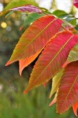 autumn leaves on a white background