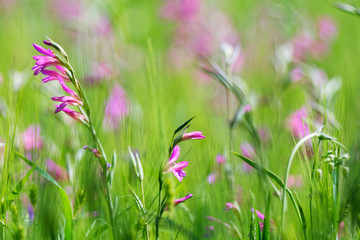 Wiese mit illyrische Siegwurz