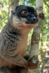 Red Fronted Brown Lemur ( Eulemur rufifrons ). Portrait.Madagascar, Close up