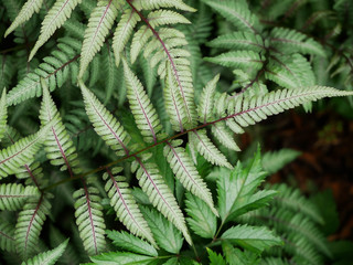 Close up of beautiful growing ferns in the forest