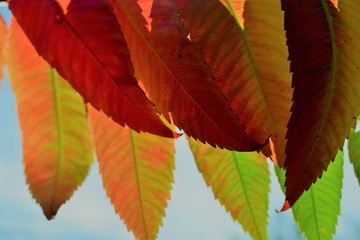 autumn leaves background