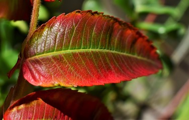 autumn leaves