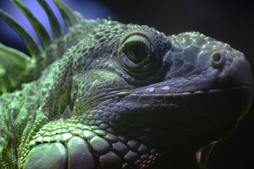 Fototapeta premium Leguan
