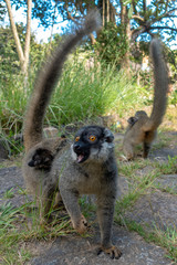 Red Fronted Brown Lemur ( Eulemur rufifrons ). Mother and baby. Madagascar, Close up
