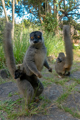 Red Fronted Brown Lemur ( Eulemur rufifrons ). Mother and baby. Madagascar, Close up