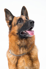 Portrait of a German Shepherd in the winter