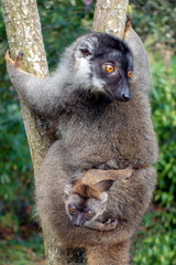 Red Fronted Brown Lemur ( Eulemur rufifrons ). Mother and baby. Madagascar, Close up