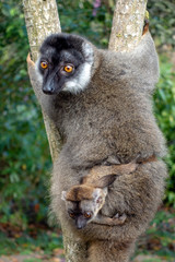Red Fronted Brown Lemur ( Eulemur rufifrons ). Mother and baby. Madagascar, Close up
