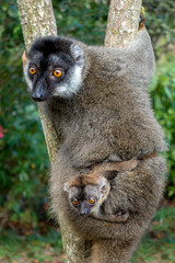 Red Fronted Brown Lemur ( Eulemur rufifrons ). Mother and baby. Madagascar, Close up