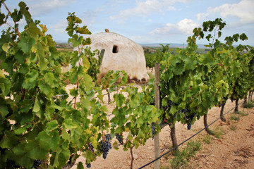 Monastrell grape vine with ripe grapes just before the harvest