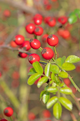 Reife Hagebutten am Strauch