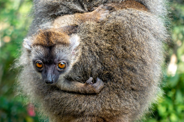 Red Fronted Brown Lemur ( Eulemur rufifrons ). Mother and baby. Madagascar, Close up