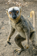 Red Fronted Brown Lemur ( Eulemur rufifrons ). Madagascar, Close up