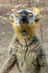 Fototapeta premium Red Fronted Brown Lemur ( Eulemur rufifrons ). Madagascar, Close up