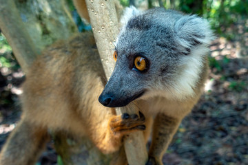 White-fronted Brown Lemur ( Eulemur  albifrons ) in forest.