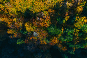 Aerial view of autumn tree tops.