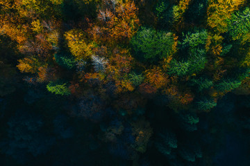 Fototapeta na wymiar Aerial view of autumn tree tops.