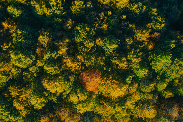 Aerial view of autumn tree tops.