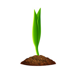 Green seedling grows from the ground, a small sprout, a young plant grows.