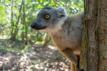 Fototapeta premium White-fronted Brown Lemur ( Eulemur albifrons ) in forest.