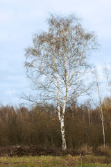 Autumn birch