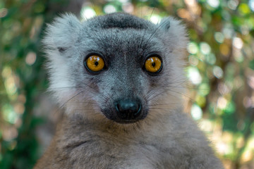 White-fronted Brown Lemur ( Eulemur  albifrons ) in forest.