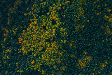 Aerial view of autumn tree tops.