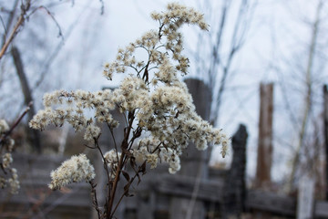 Autumn solidago canadensis at the old fence