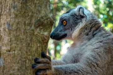 White-fronted Brown Lemur ( Eulemur  albifrons ) in forest.