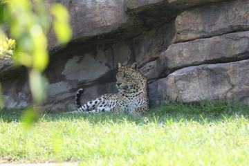 animales varios  © Miguel