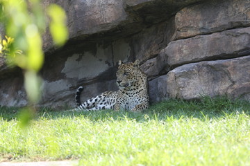 animales varios  © Miguel