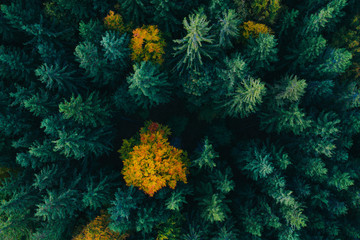 Fototapeta na wymiar Aerial view of autumn tree tops.