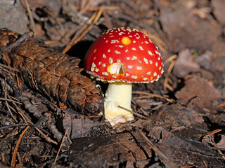 Fliegenpilz, Amanita muscaria