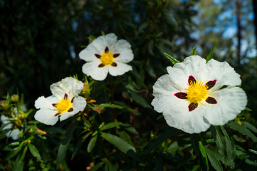 Cistus ladanifer.