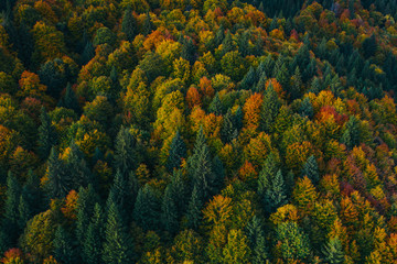 Fototapeta premium Aerial view of autumn tree tops.