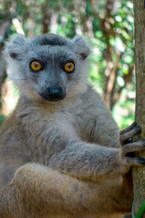 White-fronted Brown Lemur ( Eulemur  albifrons ) in forest.