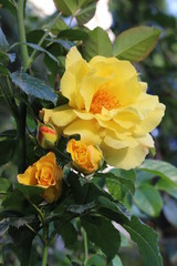 Yellow rose looks great on a background of green leaves