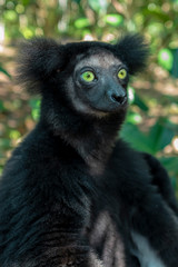 Obraz premium baby Beautiful image of the Indri lemur - Indri Indri. Wild nature .Madagascar.