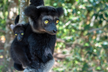 Beautiful image of the Indri lemur - Indri Indri. Together with the baby