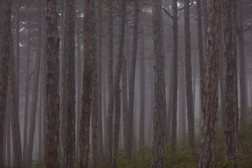 forest on misty morning 