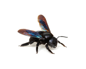 Black bumblebee isolated on white